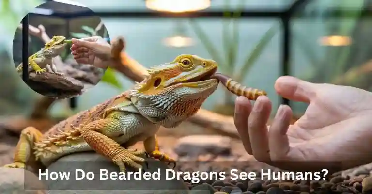How Do Bearded Dragons See Humans?