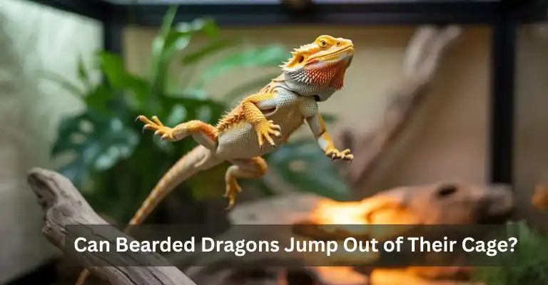 Can Bearded Dragons Jump Out of Their Cage?