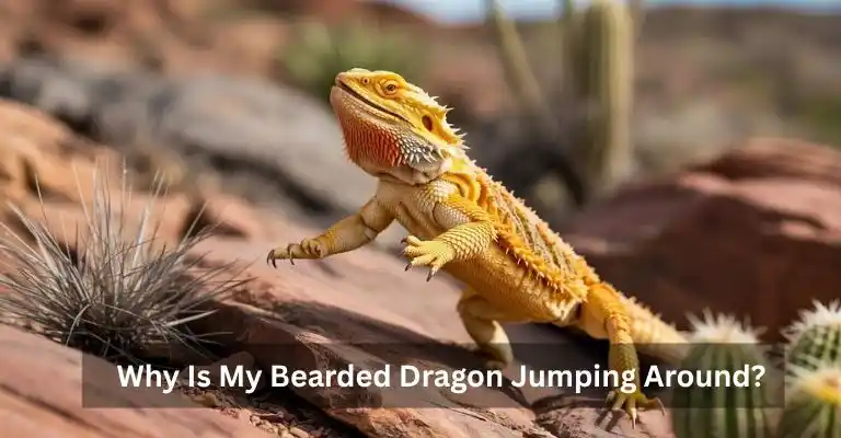 Why Is My Bearded Dragon Jumping Around?