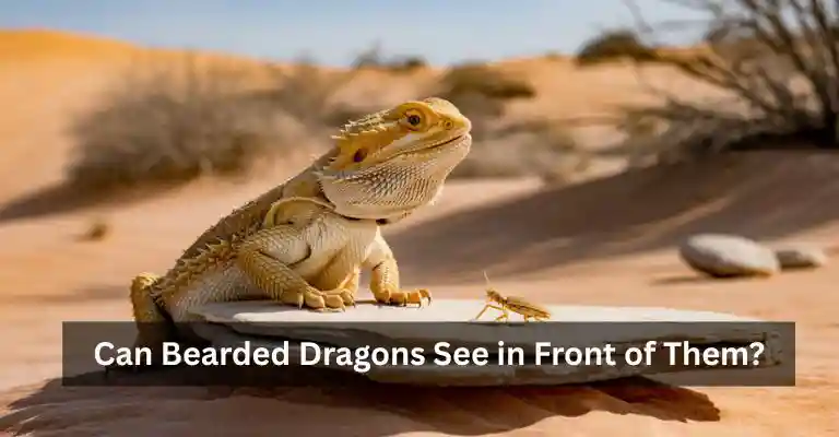 Can Bearded Dragons See in Front of Them?